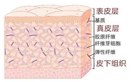 皮肤结构.jpg